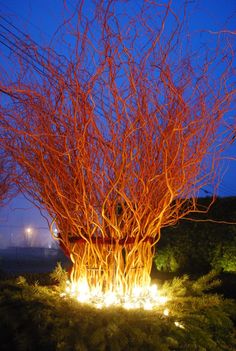 an orange tree is lit up in the night with bright lights on it's branches