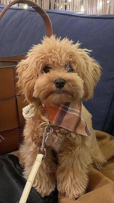 a dog sitting on top of a couch next to a purse