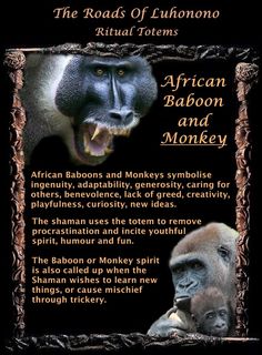 an african baboon and monkey sign with information about the animals in it's natural habitat