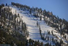 a snow covered mountain with lots of trees on it