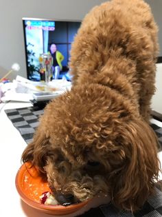 a brown dog eating food out of a bowl