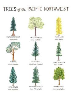 trees of the pacific northwest are shown in different colors and sizes, with names on each tree