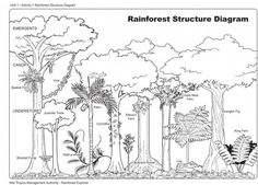 the rainforest structure diagram is shown in black and white