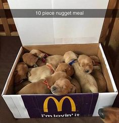 four puppies in a mcdonald's box with the caption i'm loving it