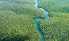 an aerial view of a river running through a lush green forest