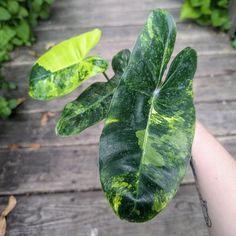 a hand holding a green leaf on top of a wooden deck next to bushes and trees