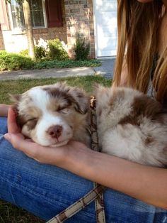 a woman is holding two puppies in her lap