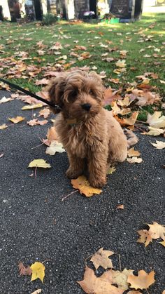 a small brown dog sitting on top of leaves