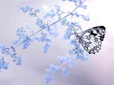 a butterfly sitting on top of a flower next to green and blue background with white flowers