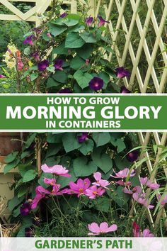 a garden with purple flowers growing on it and the words how to grow morning glory in containers