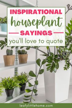 there is a sign that says inspirational houseplant sayings you'll love to quote