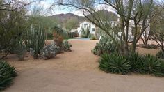 a dirt road surrounded by lots of trees and cactus plants in front of a house