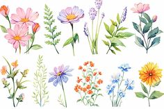 a bunch of different types of flowers on a white background