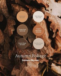 the autumn foliage color palette is shown in shades of brown, beige and white with text that reads autumn folige