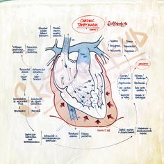 diagram of the human heart with labels on it and other labeled parts in red, white and blue