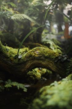 mossy tree trunk in the middle of a forest