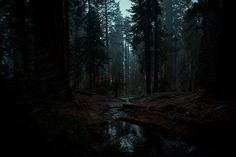 a dark forest filled with lots of trees next to a stream at night, surrounded by tall pine trees