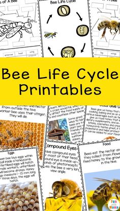 bee life cycle printables for kids with pictures of bees and honeybees