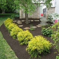 a very nice looking yard with some plants in it