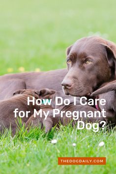 two dogs laying in the grass with text overlay how do i care for my pregnant dog?