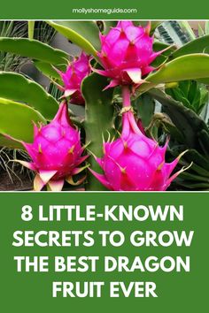 pink flowers with the title 8 little - known secrets to grow the best dragon fruit ever