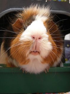 a brown and white guinea pig sitting in a green container with its head sticking out