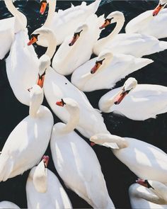 a large group of white swans swimming in the water with their heads touching each other