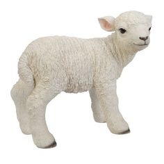 a small white sheep standing on a white background