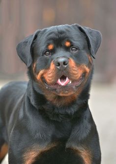 a black and brown dog laying on the ground