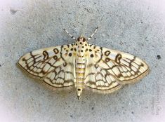 a large brown and white moth sitting on top of a cement floor next to a wall