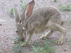 a rabbit is eating grass in the dirt