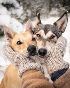 two dogs are hugging each other while wearing sweaters and mittens in the snow