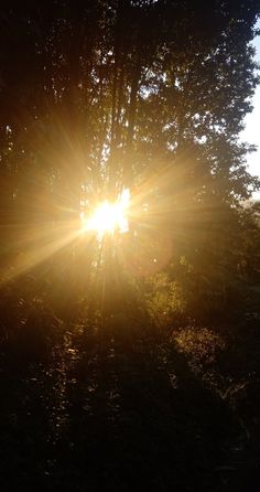 the sun is shining through some trees