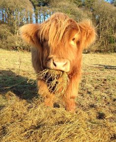 a brown cow standing on top of a dry grass field