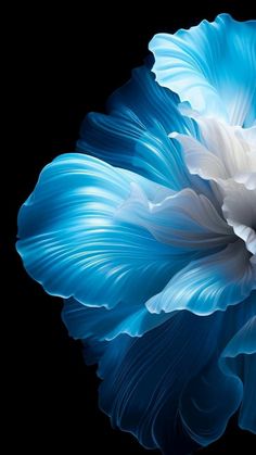 an image of a blue and white flower