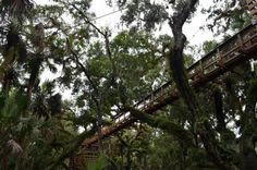 a wooden bridge in the middle of trees