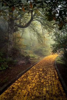 a wooden walkway in the middle of a forest with trees and leaves on both sides