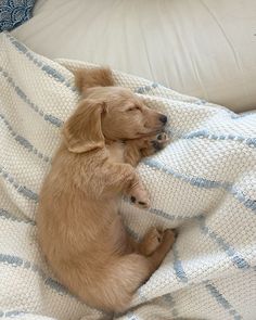 a puppy sleeping on top of a white and blue blanket with his paw on the pillow