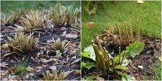 some plants that are growing out of the ground and in the grass on the ground