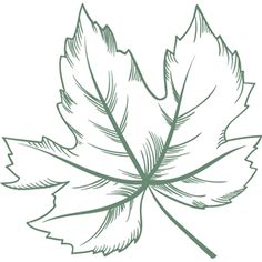 a drawing of a leaf on a white background