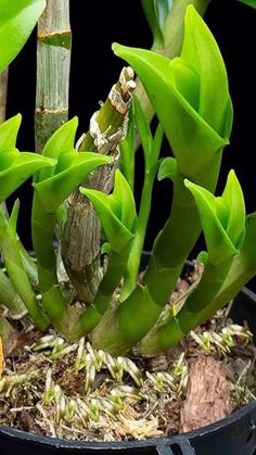 a plant with green leaves growing out of it's roots in a black pot