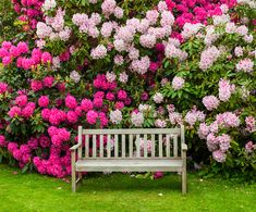 a wooden bench sitting in front of purple flowers