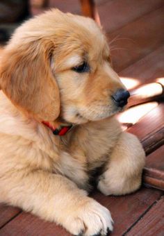 a puppy is laying down on the wooden floor