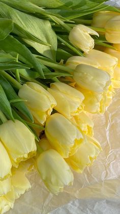 yellow tulips are laid out on the table