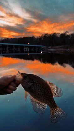 a person is holding a small fish in their hand while the sun sets behind them