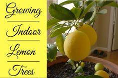 there are lemons growing on the tree in the potted plant with text overlay reading growing indoors lemon trees