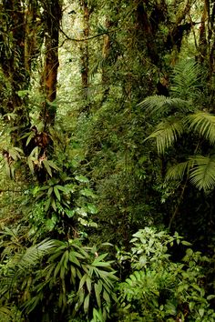 the forest is full of green plants and trees