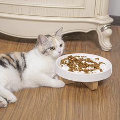 a cat laying on the floor next to a bowl of food that has been placed in it