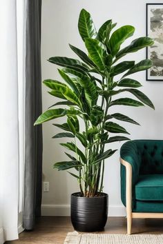 a living room with a green chair and large potted plant