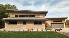 two cows are walking in front of a modern house with stone siding and wood shingles